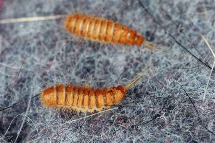 Why do I have carpet worms?
