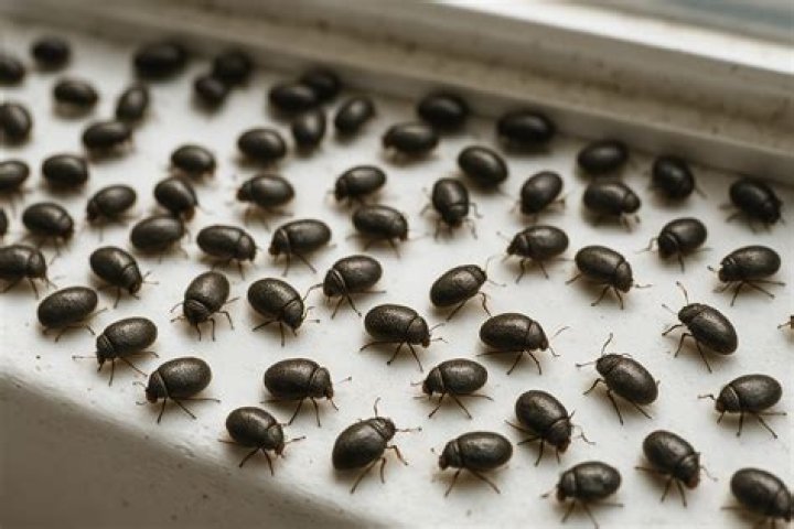 Why do I keep getting bugs in my bathroom?
