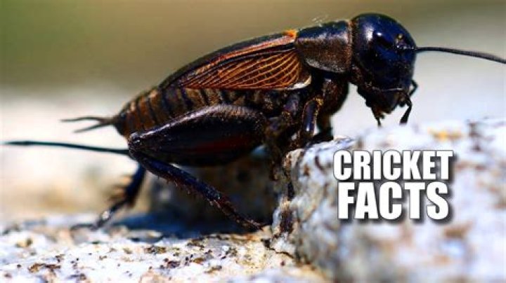 Why do Indians love crickets?