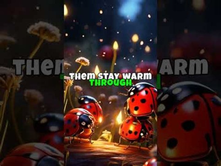 Why do ladybugs gather in corners?