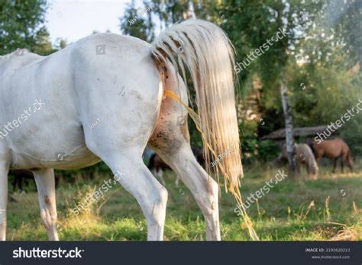 Why do mares rub their tails?