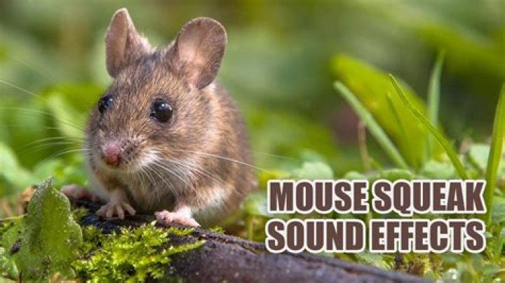 Why do mice squeak so loud?