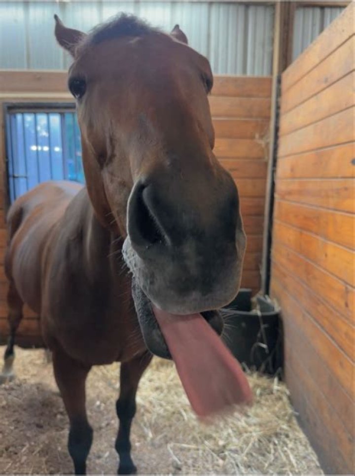 Why do race horses stick their tongues out?
