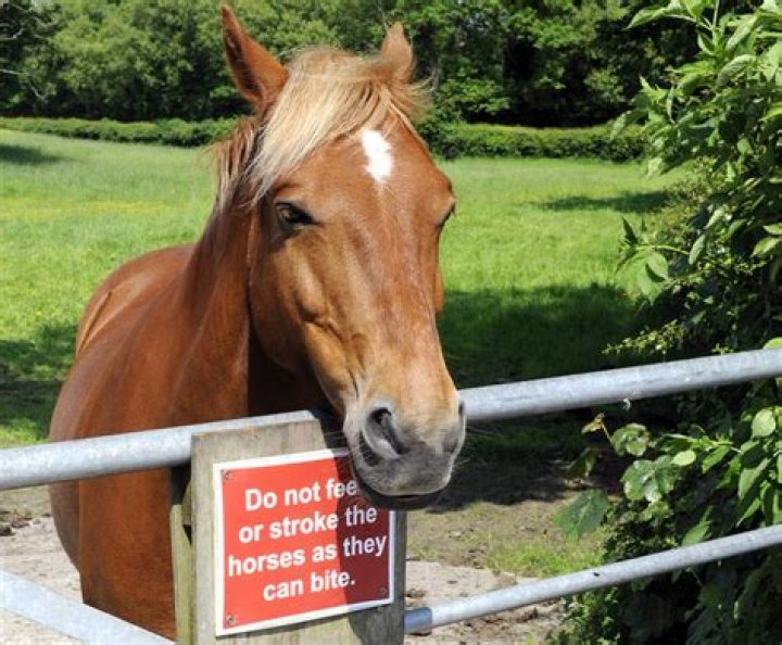 Why do racehorses bite?