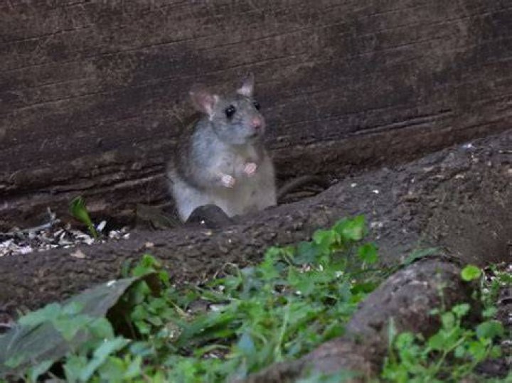 Why do rats squeak loudly?
