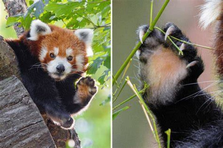 Why do red pandas have no paw pads?