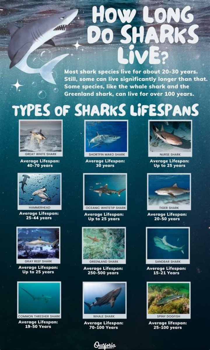 Why do sharks exist?