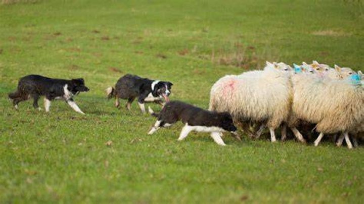Why do sheep follow dogs?