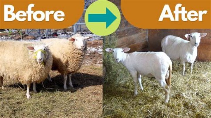 Why do sheep jump through gates?