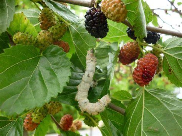 Why do silkworms only eat mulberry leaves?