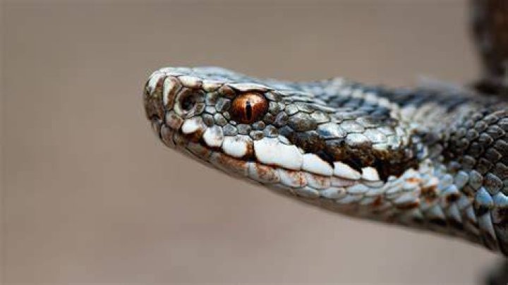 Why do snakes stare at you?