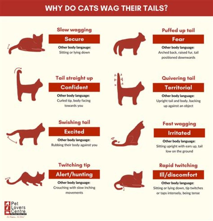 Why do some cats never get along?