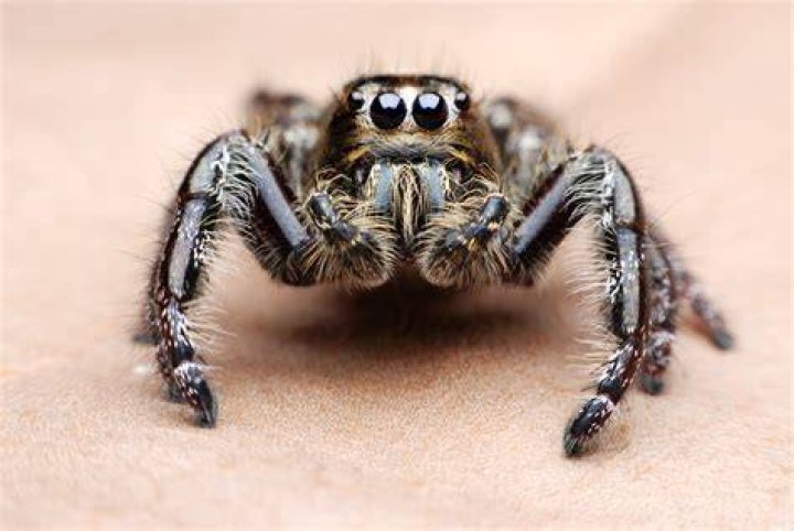 Why do spiders have 8 eyes?
