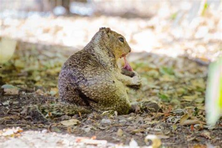 Why do squirrels become aggressive?