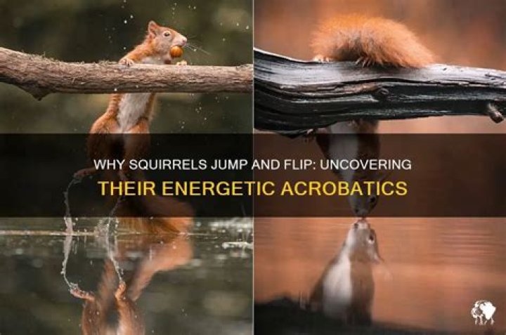 Why do squirrels jump and flip around?