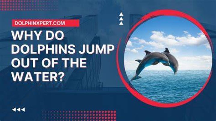 Why do the Dolphins wear white at home?