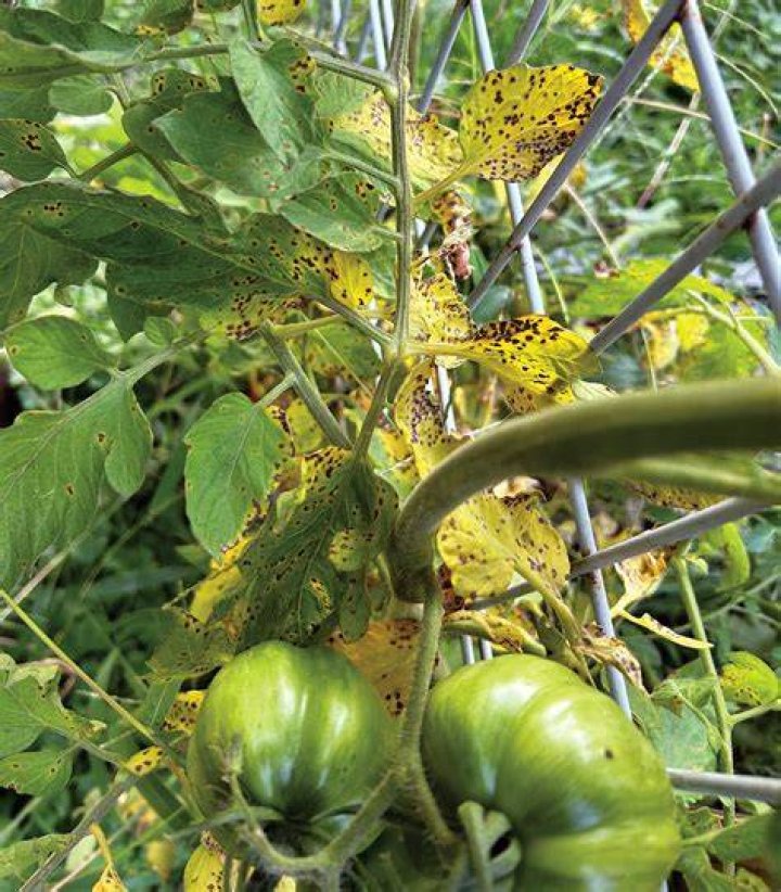 Why do tomato plant leaves turn yellow with black spots?
