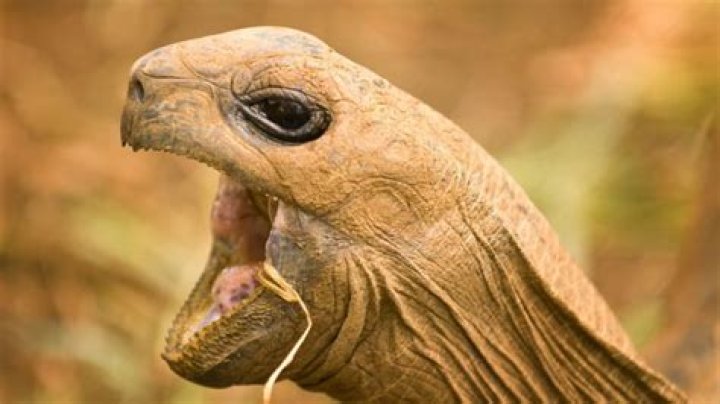 Why do tortoises hiss?