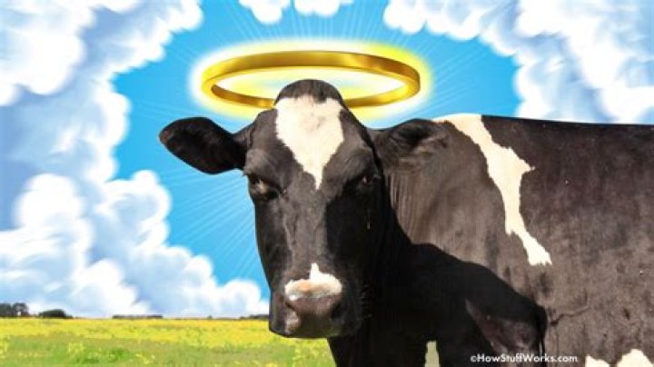 Why do we say holy cow?