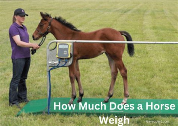 Why does a horse laugh?
