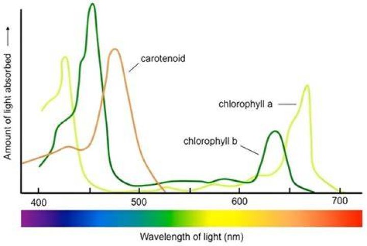 Why does chlorophyll b fluorescence red?