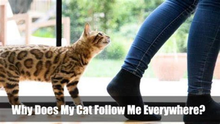 Why does my cat follow me everywhere?