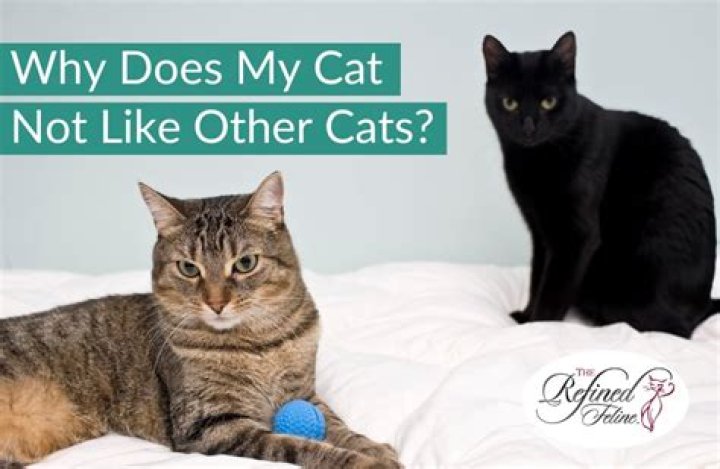 Why does my cat not like me?