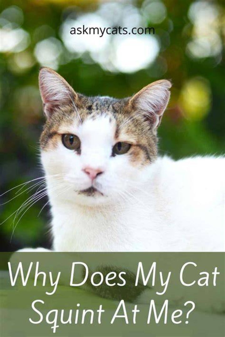 Why does my cat squint at me?