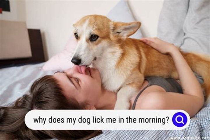 Why does my dog always get between me and my husband?