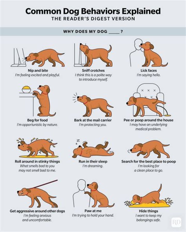 Why does my dog push against me when I pet him?