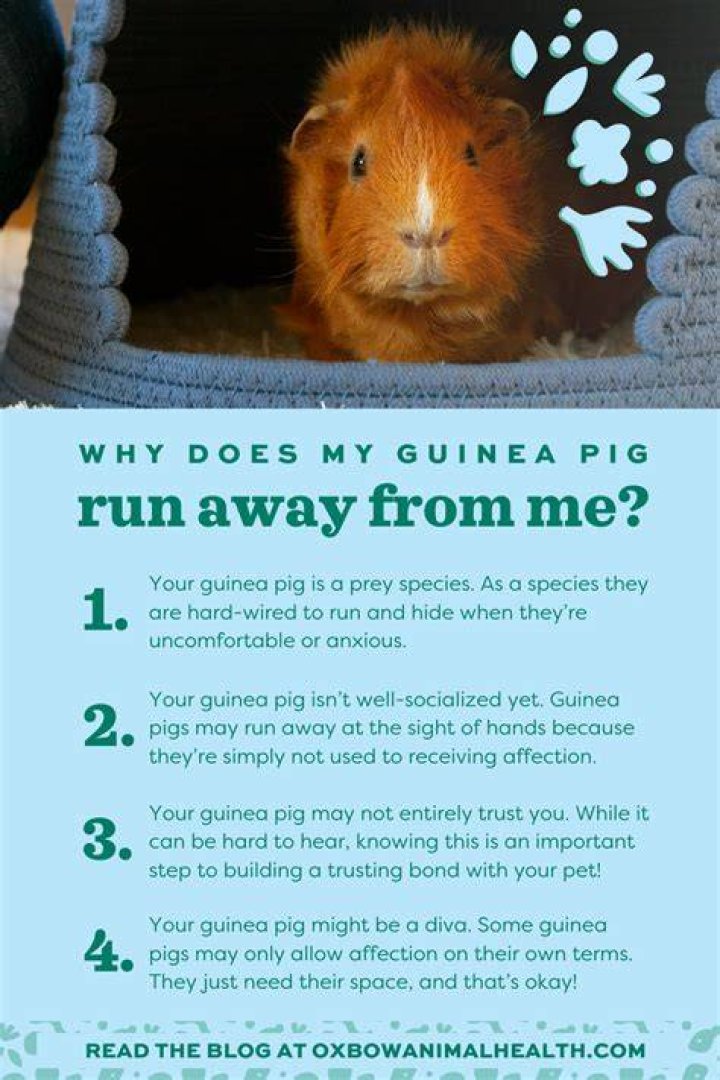Why does my guinea pig vibrate when I pet it?
