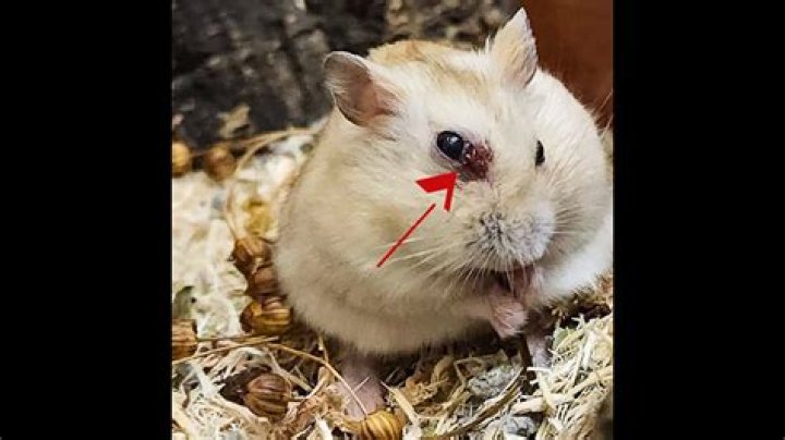 Why does my hamster squeak at me?