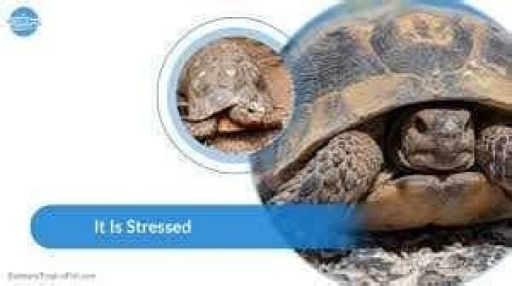 Why does my turtle swim against the glass?