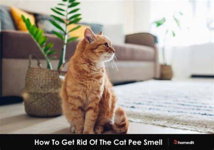 Why does my whole house smell like cat pee?