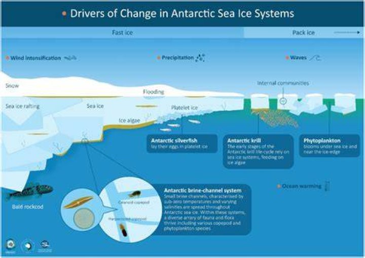 Why does the soil of Antarctica?