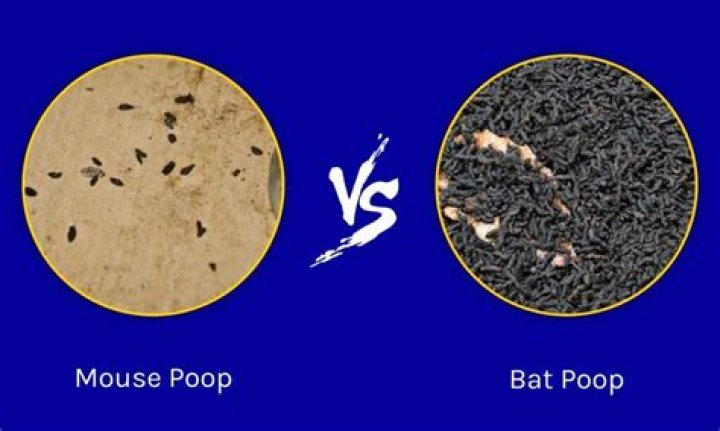 Why is bat poop toxic?