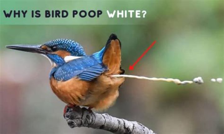 Why is bird poop white?