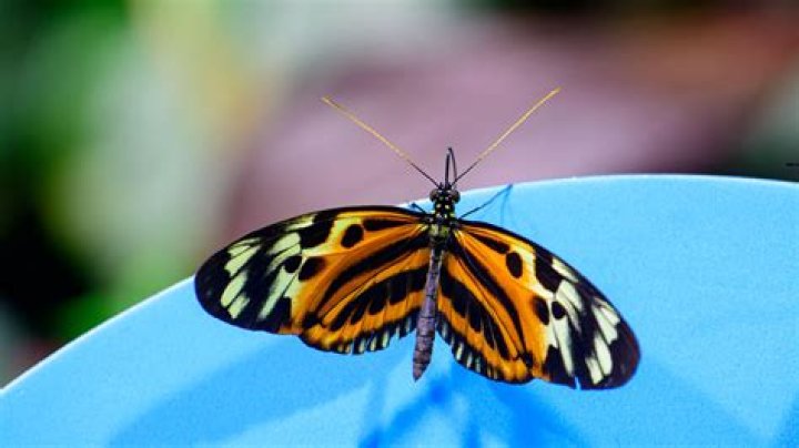 Why is butterfly so hard?