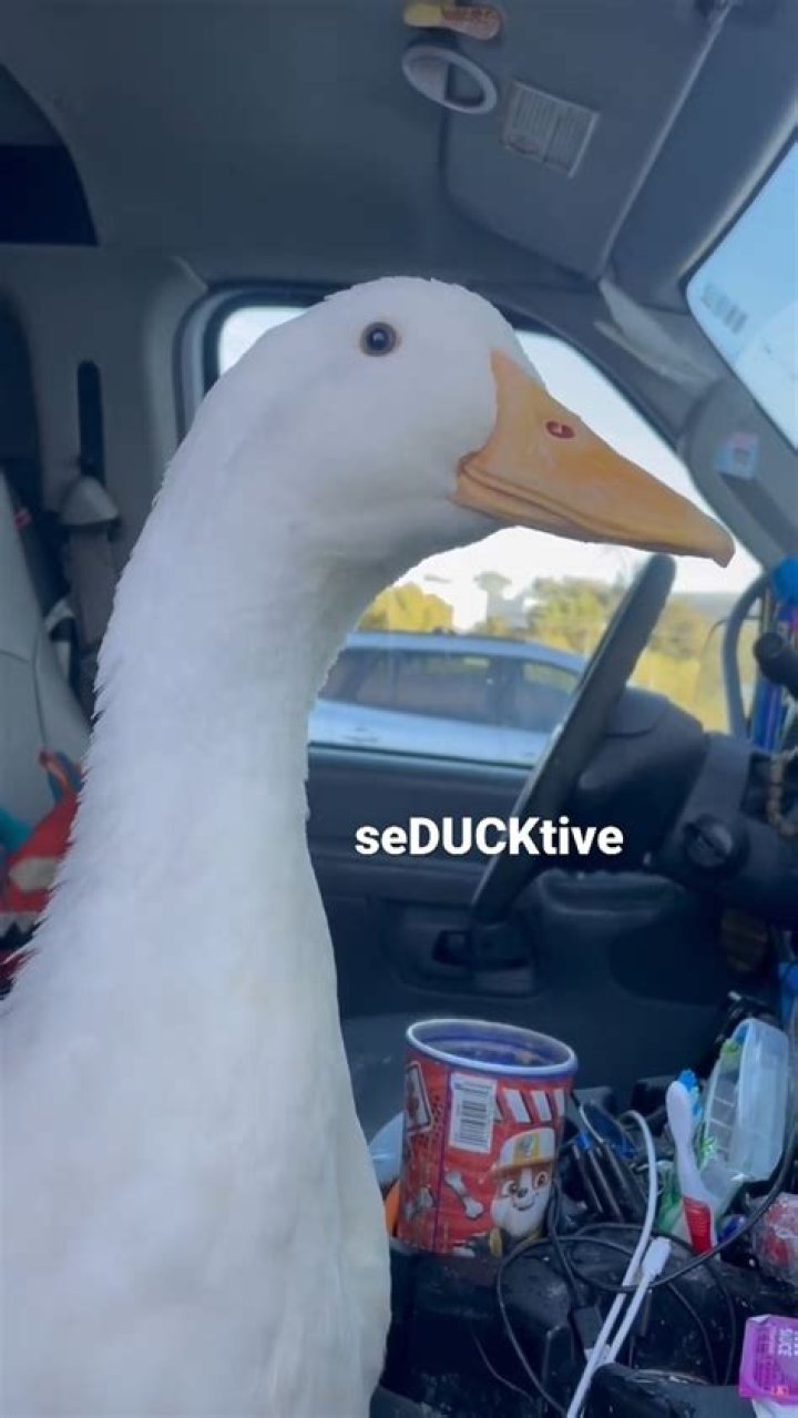 Why is it called duck out?