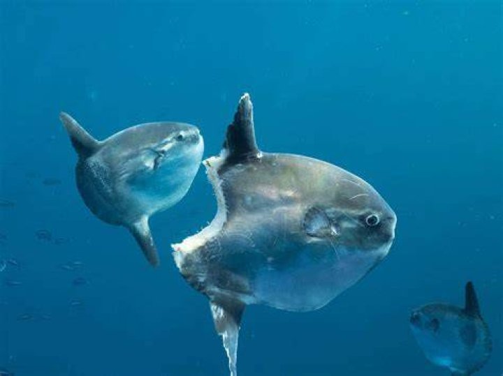 Why is it called sunfish?