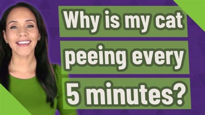 Why is my cat peeing every 5 minutes?