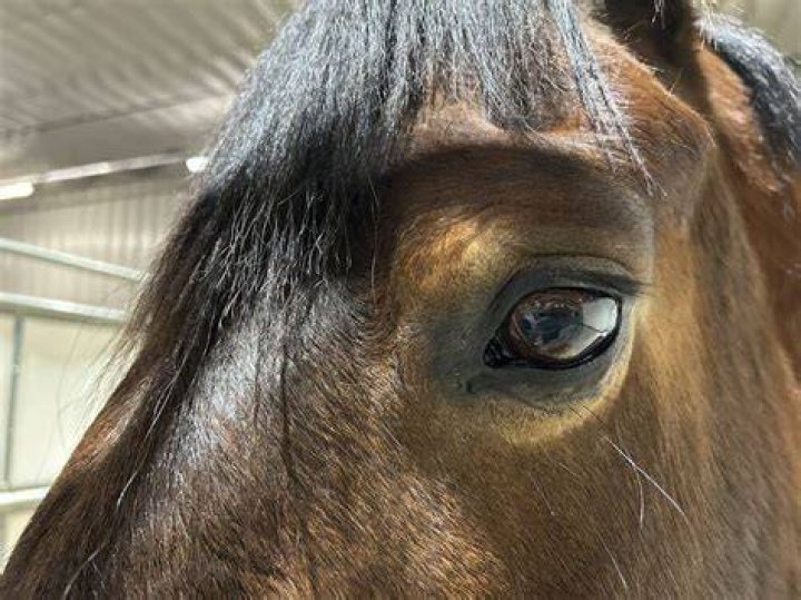 Why is my horse shaking?