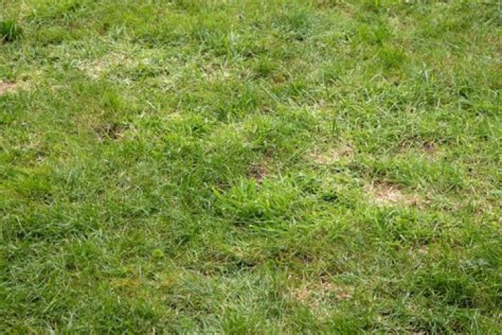 Why is my lawn hard and bumpy?