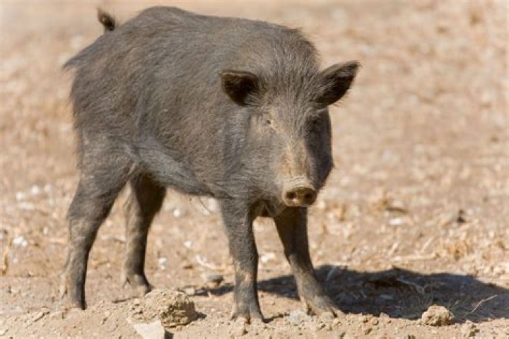 Why is my pig dragging his back legs?