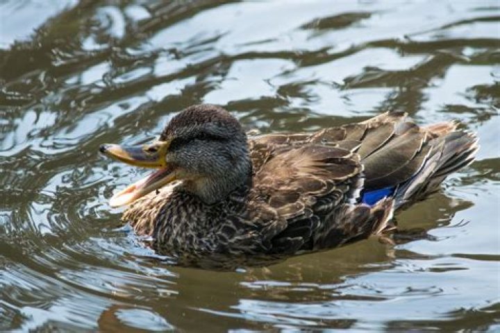 Why is no runs called a duck?