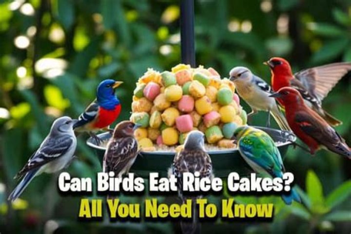 Why is rice not good for birds?