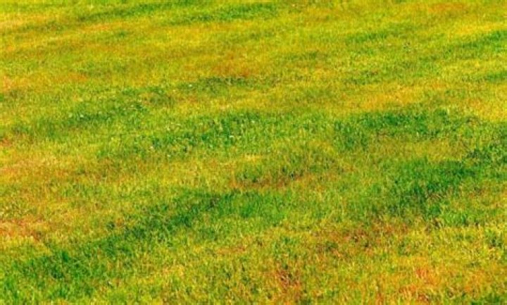 Why is some of my grass yellow?
