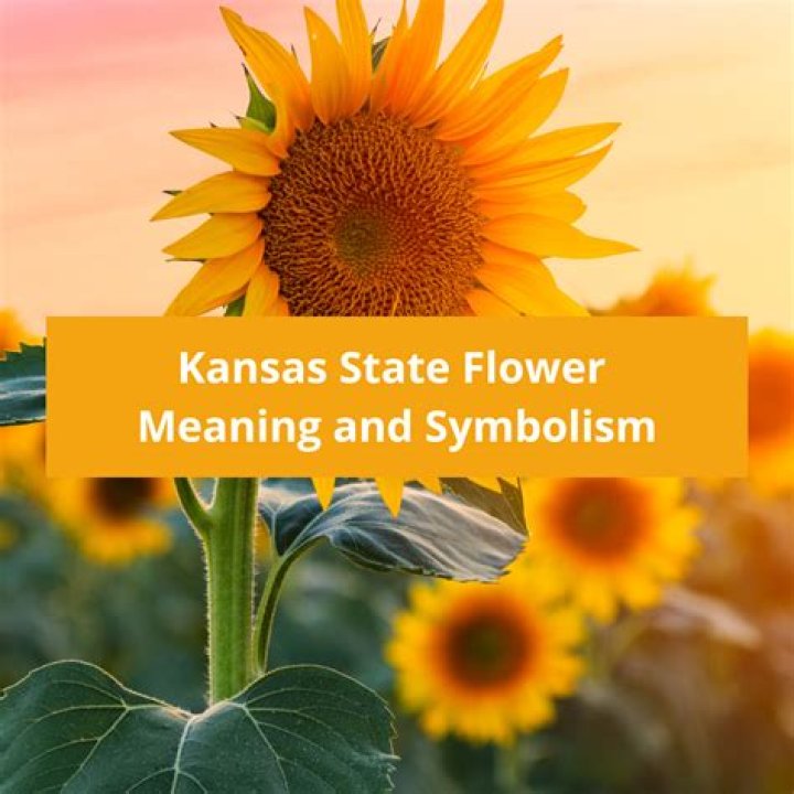 Why is the nickname for Kansas sunflower State?