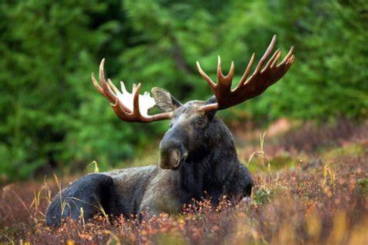 Why is the plural of moose moose?