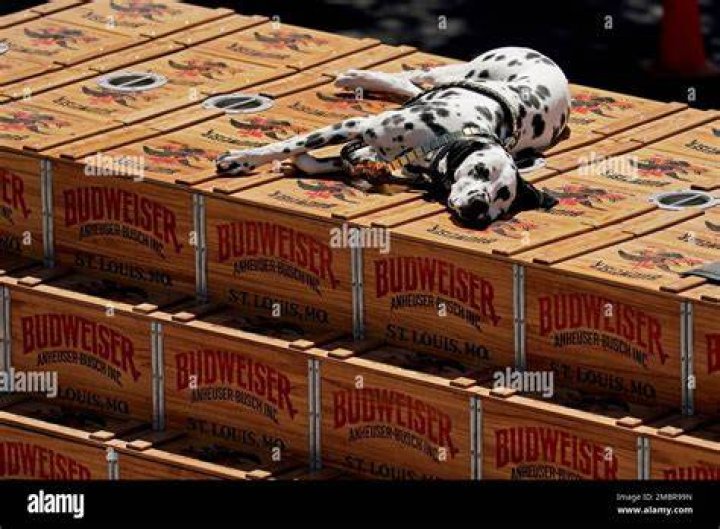 Why is there a Dalmatian on the Budweiser wagon?